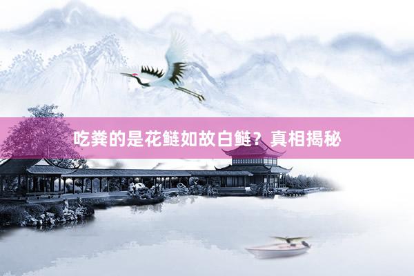 吃粪的是花鲢如故白鲢？真相揭秘