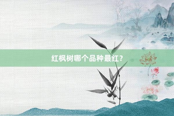 红枫树哪个品种最红？